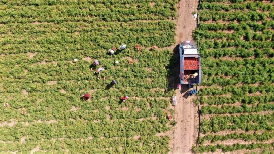 Kurutmalık domateslerle Türkiye haritası oluşturulup 'Türkiye Yüzyılı' yazıldı