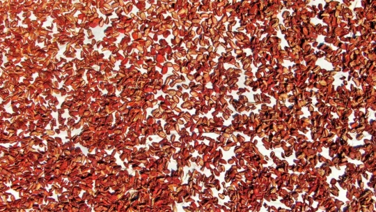 Kurutmalık domateslerle Türkiye haritası oluşturulup 'Türkiye Yüzyılı' yazıldı