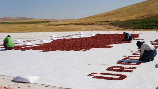 Kurutmalık domateslerle Türkiye haritası oluşturulup 'Türkiye Yüzyılı' yazıldı
