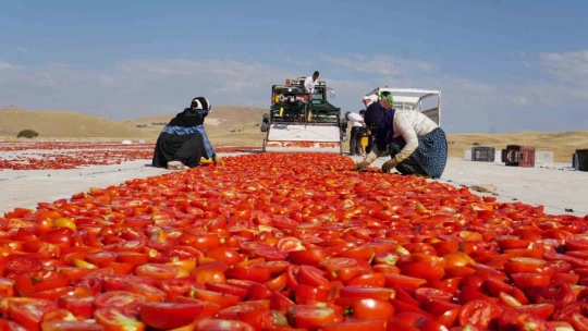 Kurutmalık domateslerle Türkiye haritası oluşturulup 'Türkiye Yüzyılı' yazıldı