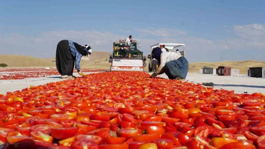 Kurutmalık domateslerle Türkiye haritası oluşturulup 'Türkiye Yüzyılı' yazıldı