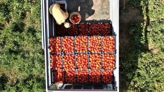 Kurutmalık domateslerle Türkiye haritası oluşturulup 'Türkiye Yüzyılı' yazıldı