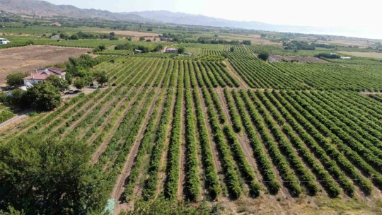 Kurutmalık domateslerle Türkiye haritası oluşturulup 'Türkiye Yüzyılı' yazıldı