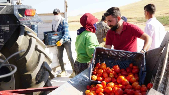 Kurutmalık domateslerle Türkiye haritası oluşturulup 'Türkiye Yüzyılı' yazıldı