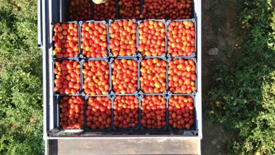 Kurutmalık domateslerle Türkiye haritası oluşturulup 'Türkiye Yüzyılı' yazıldı