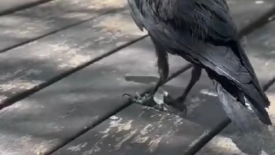 Masaya gelen karga kahvaltıya ortak oldu