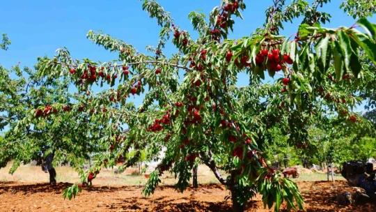 Medeniyetler beşiği 5 bin yıllık Harput'ta erken kiraz hasadı