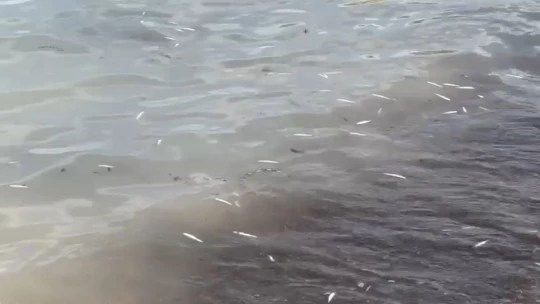 Nereden geldiği bilinmiyor: İsrail sazanları karaya vurdu