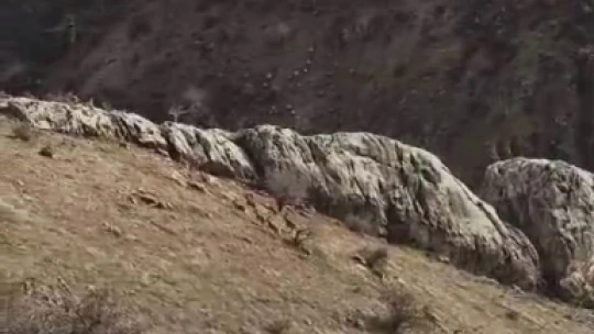 Nesilleri tehlike altında, kendileri şehirde