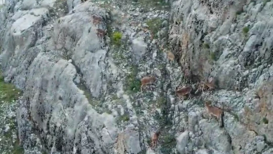 Nesli tükenme altındaki dağ keçileri, Palu Kalesi'nde dronla görüntülendi