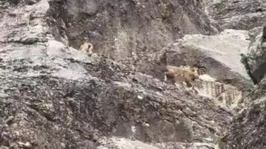 Nesli tükenme tehlikesi altındaki dağ keçileri Palu Kalesi'nde görüntülendi