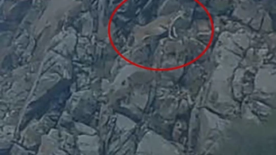 Nesli tükenme tehlikesi altındaki tırmanma uzmanı dağ keçileri Elazığ'da görüntülendi