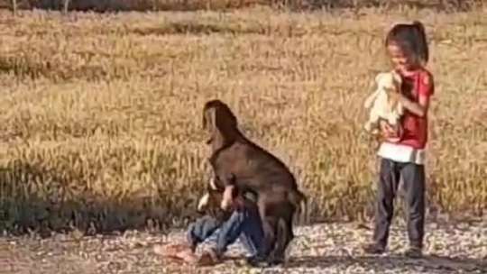 Oğlağın çocuklarla oyunu gülümsetti