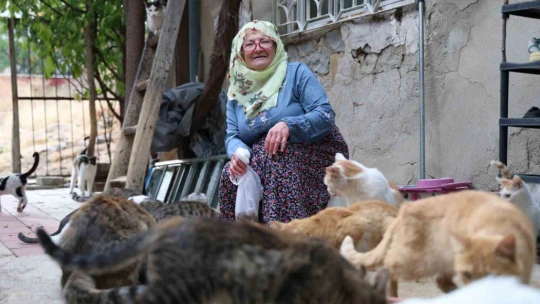 Ömrünü kedilere adadı: 11 yıldır 70 kediye bakıyor