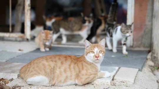 Ömrünü kedilere adadı: 11 yıldır 70 kediye bakıyor