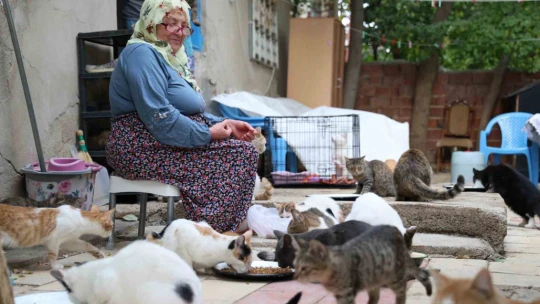 Ömrünü kedilere adadı: 11 yıldır 70 kediye bakıyor