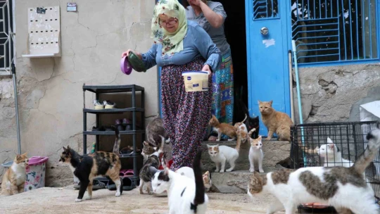 Ömrünü kedilere adadı: 11 yıldır 70 kediye bakıyor