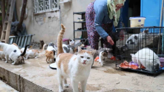 Ömrünü kedilere adadı: 11 yıldır 70 kediye bakıyor