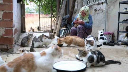 Ömrünü kedilere adadı: 11 yıldır 70 kediye bakıyor