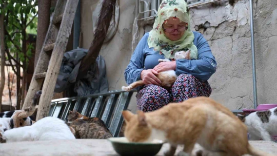 Ömrünü kedilere adadı: 11 yıldır 70 kediye bakıyor