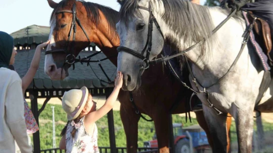 Piknik alanları 'Atlı Jandarma Timlerine' emanet