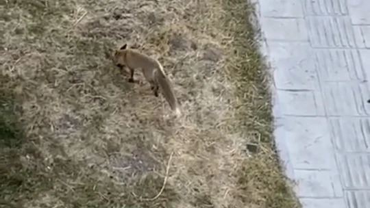 Şehir merkezine inen tilki eve girdi