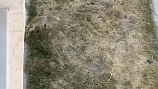 Şehir merkezine inen tilki eve girdi