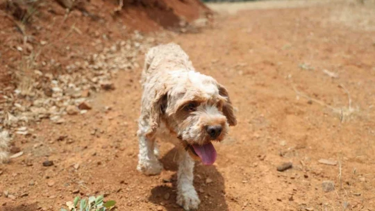 Şehir şehir gezerek köpeğiyle 'kara elmas' arıyor