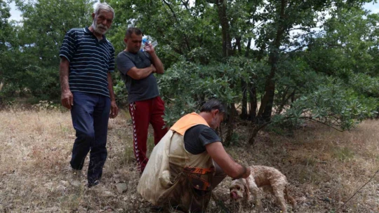 Şehir şehir gezerek köpeğiyle 'kara elmas' arıyor