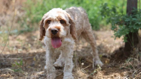 Şehir şehir gezerek köpeğiyle 'kara elmas' arıyor