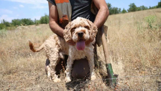 Şehir şehir gezerek köpeğiyle 'kara elmas' arıyor