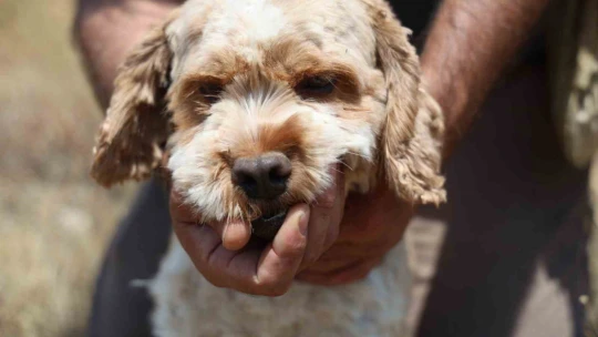 Şehir şehir gezerek köpeğiyle 'kara elmas' arıyor