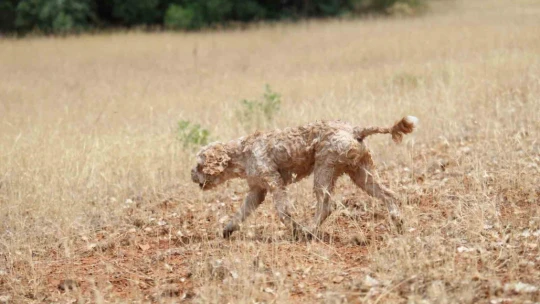 Şehir şehir gezerek köpeğiyle 'kara elmas' arıyor