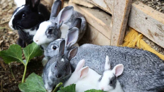 Sevimlilikleriyle göz kamaştıran tavşanların ot ziyafeti
