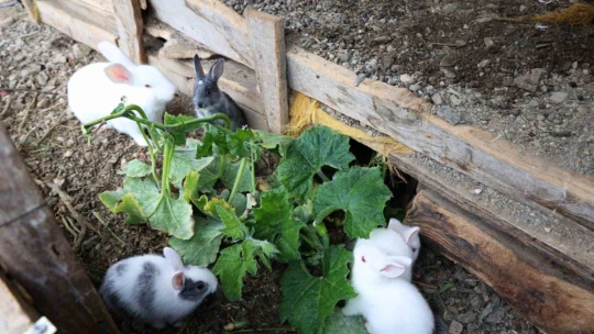 Sevimlilikleriyle göz kamaştıran tavşanların ot ziyafeti