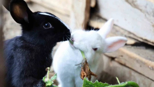 Sevimlilikleriyle göz kamaştıran tavşanların ot ziyafeti