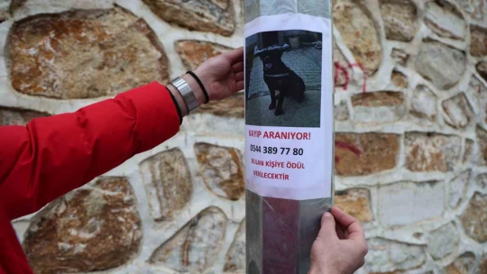 Sokak sokak gezerek köpeğini arıyor, bulana ödül verecek
