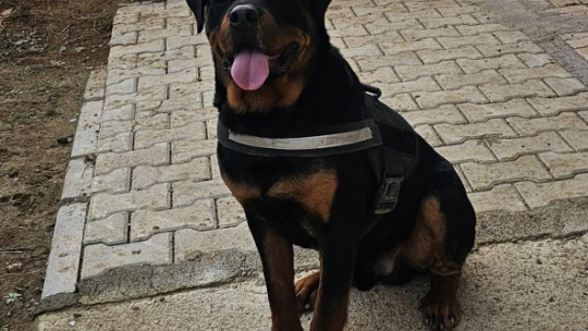 Sokak sokak gezerek köpeğini arıyor, bulana ödül verecek