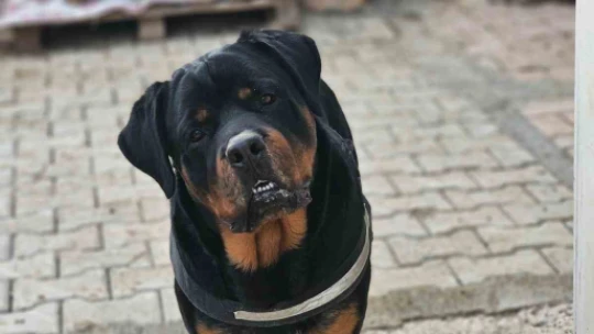 Sokak sokak gezerek köpeğini arıyor, bulana ödül verecek