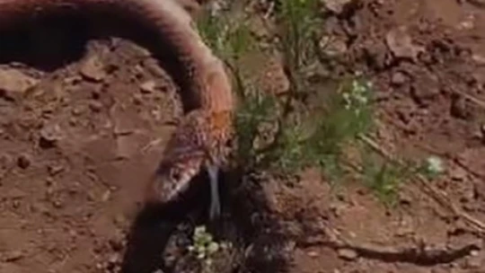 Su kuyusu kazısında 2 metrelik yılan çıktı