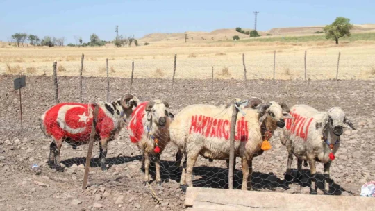 Süslenen koçlar, koyunların arasına bırakıldı