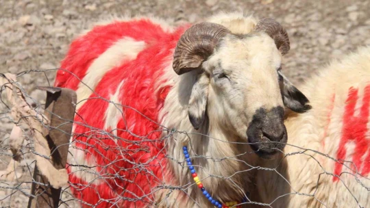 Süslenen koçlar, koyunların arasına bırakıldı