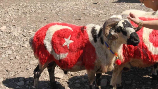 Süslenen koçlar, koyunların arasına bırakıldı
