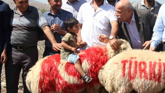 Süslenen koçlar, koyunların arasına bırakıldı