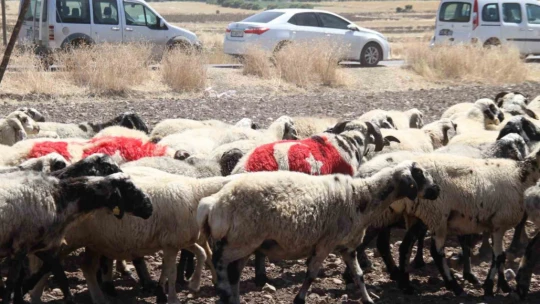 Süslenen koçlar, koyunların arasına bırakıldı