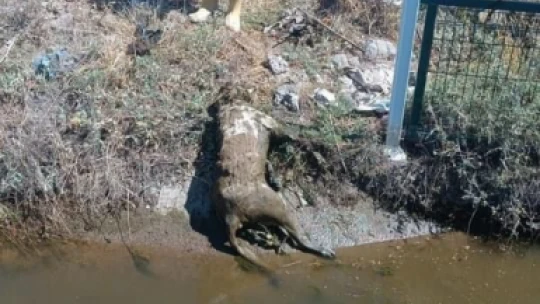 Temizleme çalışması 4 gün sürdü
