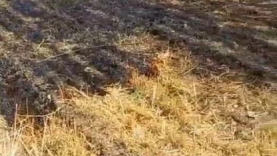 Trafodan çıkan kıvılcım otluk alanı tutuşturdu