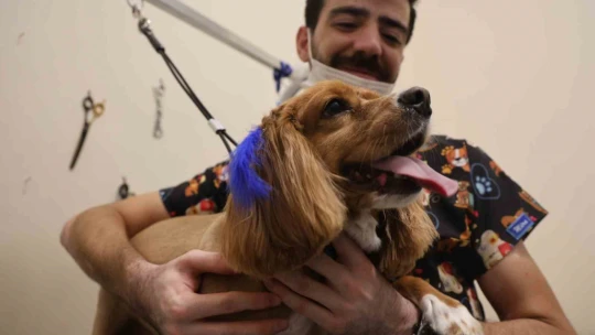 Bu kuaförde sadece köpekler tıraş oluyor