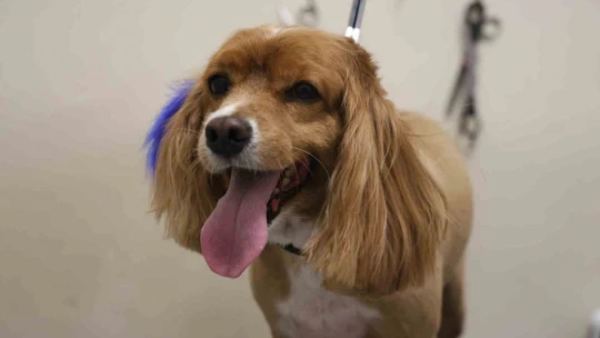 Bu kuaförde sadece köpekler tıraş oluyor