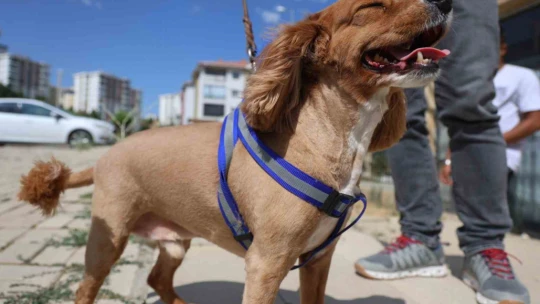 Bu kuaförde sadece köpekler tıraş oluyor